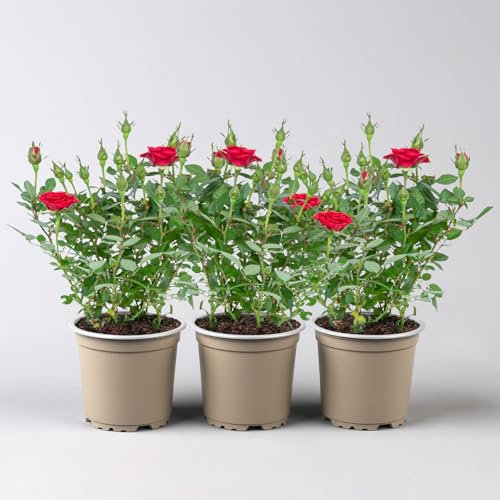 Rose 'Mandy Kordana® Classic' rot, Topf-Ø 10,5 cm, 3er-Set