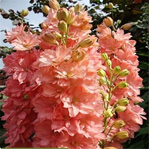 Nouvelles Graines De Fleurs De Delphinium Cultorum Pour Le Jardinage Rose Pâle Ensemble De 100 Pièces