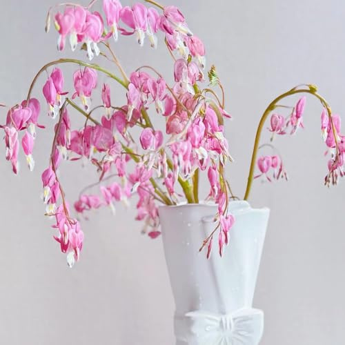 Semi di Dicentra spectabilis dal cuore sanguinante, ombra resistenti all'esterno to perenni ornamentali decorazione 125pcs