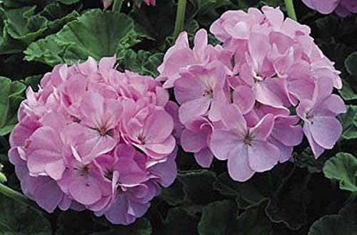 Geranium Zonal Maverick Series Quicksilver Annual Seeds, 10 Seeds per Pack, Pastel Silvery Lavender, 12 Height