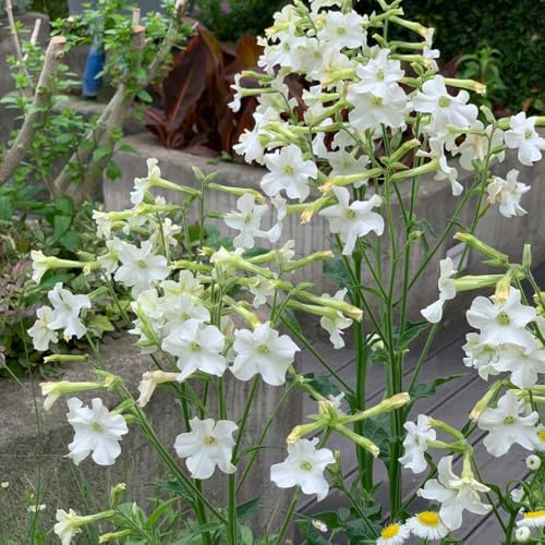 semi di tabacco biologici - perenni resistenti balcone estremamente 300pcs