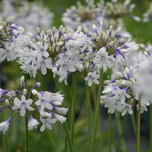 compre semillas de agapanthus, lirio resistentes, silvestres, lecho elevado de perennes, decoración de otoño, 200pcs