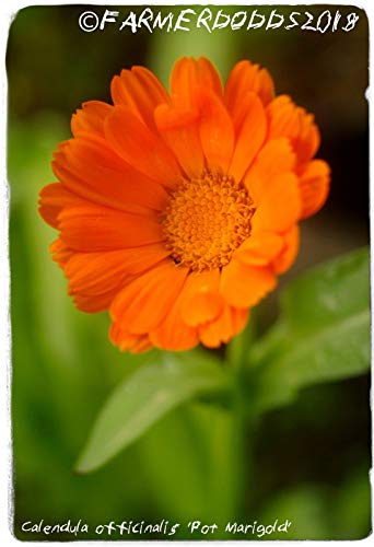 Calendula Officinalis Calendula in vaso [Es. Gouves, Creta] 45+ semi: solo semi