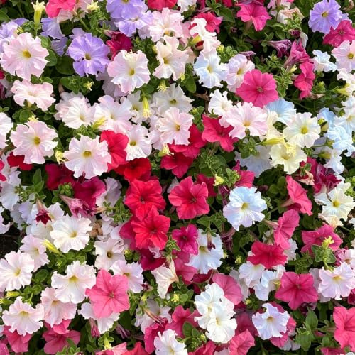 semillas de petunia colgantes Decoración de sala de estar con 120pcs
