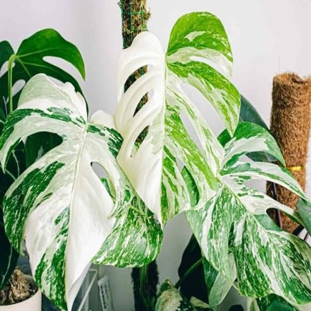 Fresh Monstera Plant Seeds 80pcs Green White