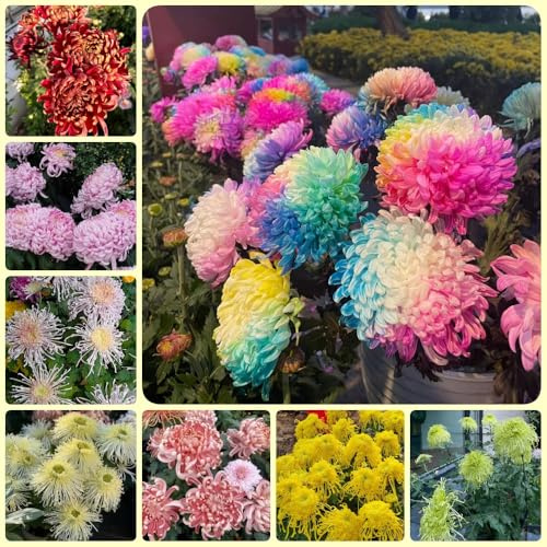 Semi di crisantemo, Le perenni sono giardino per luoghi soleggiati 300pcs