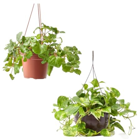 verdecora Dúo Plantas Colgantes en Maceta Ø13cm: Planta del Dinero y Potho
