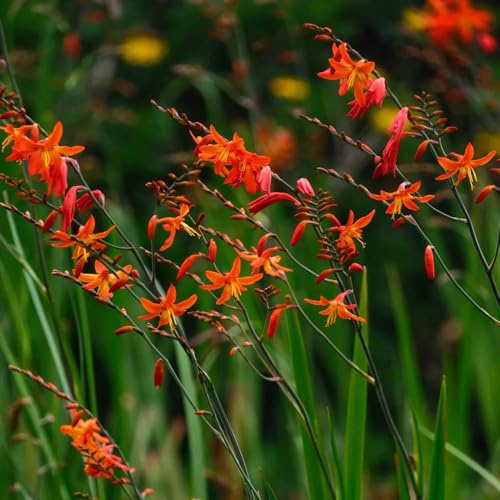 Semillas de Montbretia, semillas de Crocosmia crocosmia, balcón invernaderos balcón silvestres decoración sala estar Decoración jardín para 180pcs