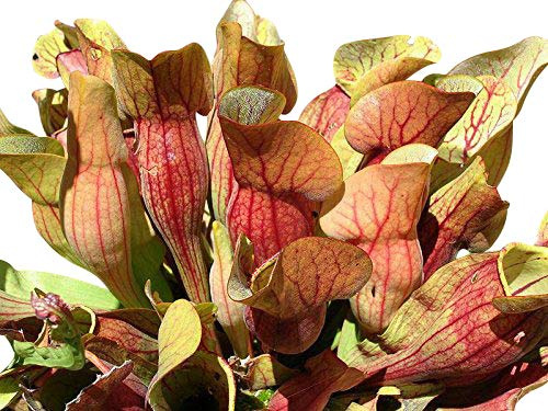 Rote Schlauchpflanze (Sarracenia purpurea) 10 frische Samen ***Direcktimport Kanada*** -Winterhart-