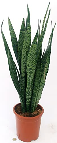 POWERS TO FLOWERS - SANSEVERIA ZEYLANICA XXL, ALTEZZA 80CMpiante vere