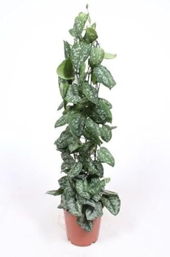 Scindapsus Moonlight (Scindapsus Trebie, Topf Ø 24 / Höhe ca. 120 cm am Moosstab)