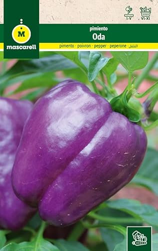 Mascarell Semillas, PIMIENTO, Semillas Huerto, PIMIENTO ODA, Crea tu Propio Huerto Urbano y Cultivo en Casa, Plantas Hortícolas, 0,3 Gramos