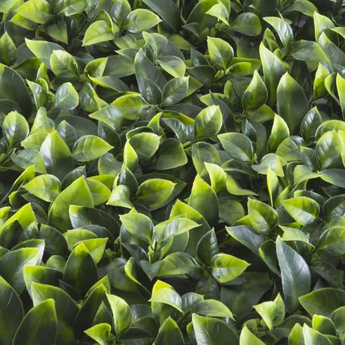 TENAX Divy Panel Pothos 100x100 cm Vert, Panneau Modulaire avec Feuilles Artificielles 3D Type Pothos pour Murs, Jardins Verticaux et Décoration Intérieure/Extérieure