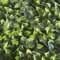 TENAX Divy Panel Photos 100 x 100 cm Vert, Panneau modulaire avec Feuilles artificielles 3D Type Pothos pour Murs, Jardins verticaux et décorations intérieures/extérieures