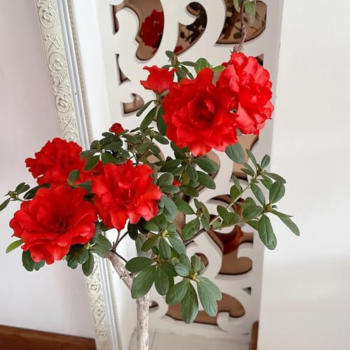 semillas de rododendro, semillas de azalea, resistentes al exterior de balcón 300pcs