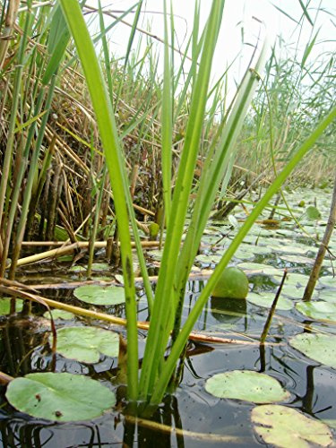 Mühlan - 12 Töpfe (mindestens 6 Sorten) Teichpflanzen für den Gartenteich, ideal zur Bepflanzung der Ufer- und Sumpfzone