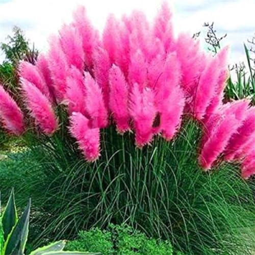 2x Stück Frosthartes Amerikanisches Pampasgras rosa Cortaderia selloana Ziergras im Container