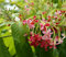 50 graines de fruits de pyracantha