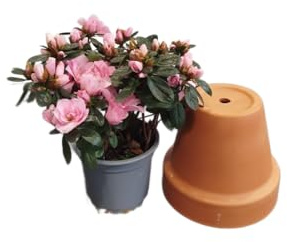 DECOALIVE Azalea Rosa Natural – Planta de Interior y Exterior con Flores Rosa