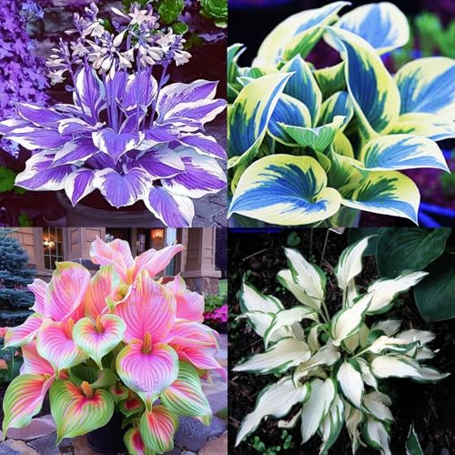 (HGJKYTFCDG) - Acquista le scintille resistenti all'inverno - Rizomi scintille - Acquista Hosta - Vera scintilla con rizomi, ideale per l'acquisto per il tuo giardino - 4pcs X