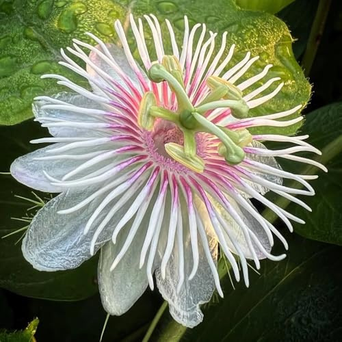 Semillas de pasiflora, semillas de como para invitados Passiflora caerulea, trepadora, de balcón 300pcs