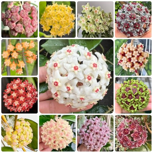 semi di hoya da giardino roccioso resistenti acquistare una di hoya da giardino, resistenti all'esterno, sospese ornamentali, 350pcs