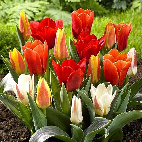 GardenersDream 25 x Mixed Dwarf Tulip Bulbs - Rockery Greigii Kaufmanniana Spring Flowering Bulbs - Colourful Outdoor Plants for Gardens, Beds, and Containers - Easy to Grow Beautiful Garden Plants