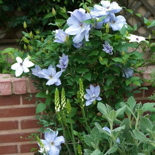 kletterpflanzen clematis zwiebeln - klematis - winterharte pflanzen für garten, balkonblumen clematis knollen, blumen geschenk, deko wohnzimmer frische blumen, gartendeko für draußen 5pcs