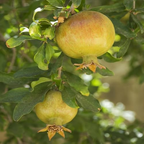 granatapfelbaum büropflanzen granatapfel säulenobst hochbeet balkon zwergobstbäume obstsamen obstbaum obstbäume kaufen exotische hochbeett steingartenpflanzen topfpflanzen draußen 200samen