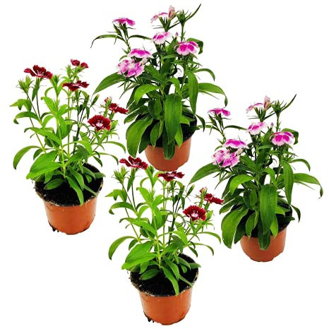 Pack de Cuatro Clavel Chino Plantas Naturales para Terraza o Jardín Claveles con Flor