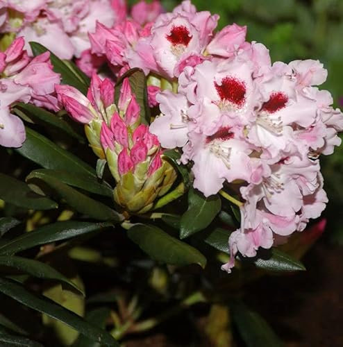 Rhododendron Annika 25-30cm - Rhododendron williamsianum