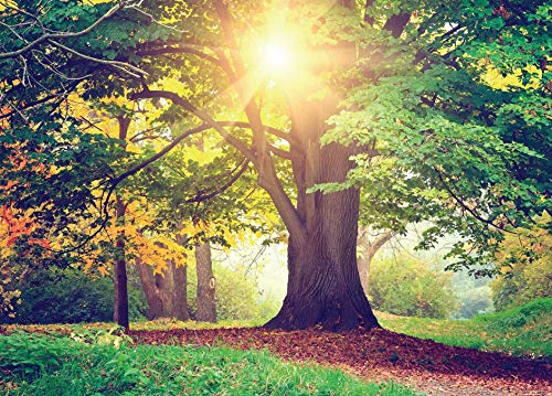 AG Design FTNm2657 Fototapeten Bildtapete Wall-Mural Foto Tapeten Photomurals Baum