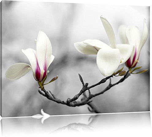 Pixxprint Weiße wunderschöne Magnolienblüten am Baum B&W, Größe: 60x40cm, Leinwandbild, fertig gespannt, Wandbild, Dekoration, Kunstdruck, kein Poster