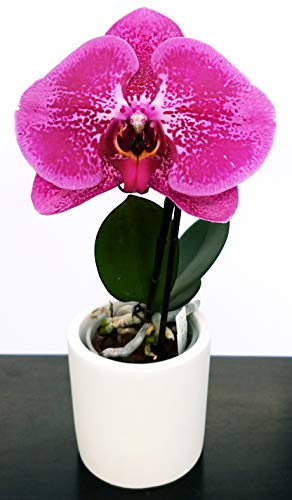 POWERS TO FLOWERS - PHALAENOPSIS MAGIC SINGOLO IN VASO CERAMICA BIANCO, pianta vera