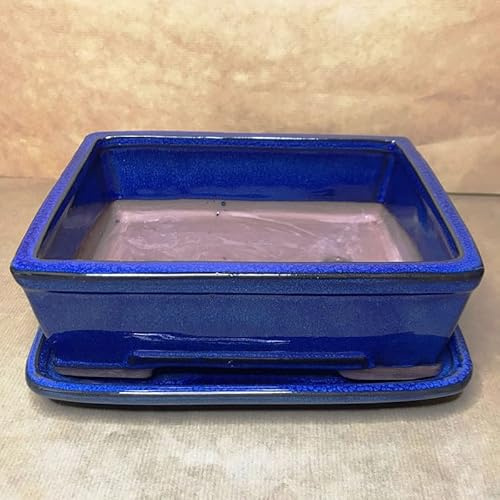 Flores Frescas Online Maceta Bonsái Cerámica Rectangular con Plato, Azul, Verde, Blanca (Azul)