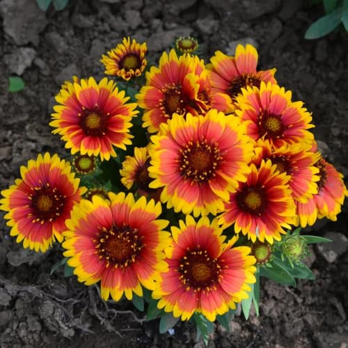 kokardenblumesamen winterhart kokardenblume bio blumenbeet bodendecker balkon gartendeko 800pcs