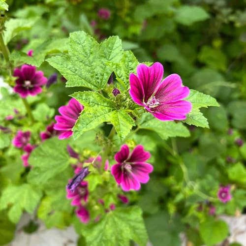 semillas de malva jardín invernadero resistentes Decoracion 250pcs