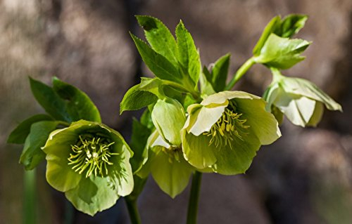 Christrose - Nieswurz - 10 Samen