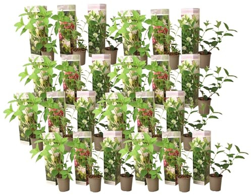 Plant in a Box - Hydrangea Paniculata Mix x24 - Hortensia 'Pink Lady', 'Phantom', 'Silver Dollar' - Parfait pour le jardin - Pot 9cm - Hauteur 25-35cm
