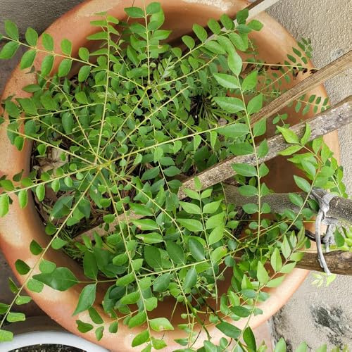 semi foglie di curry - balcone giardino interno ufficio 150pcs