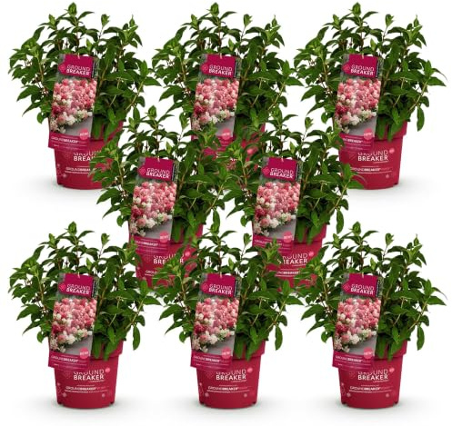 Hortensias Groundbreaker Ruby para Jardín, Rojo, Pack de 8, Maceta 14 cm