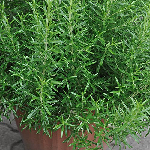 Rosemary Plug Plants. 'Abraxas'. Culinary Mediterranean herb. Plants for pollinators. Medium Plug Plants x 4. Available from Bedwen Plants.