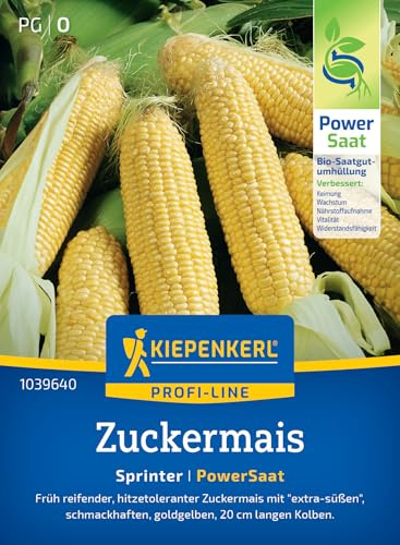 Kiepenkerl Zuckermaissamen Sprinter 1039640, Saatgut | Süße Maissamen für frische Zubereitung, als Sichtschutz, Toleranz gegen Hitze & Trockenheit, Wuchshöhe 150 cm