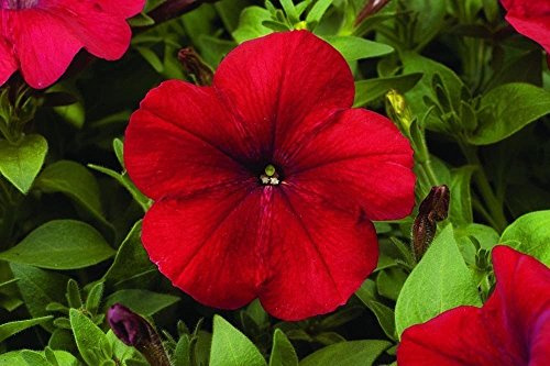 50 Semi - Semi Petunia Libertà Red pellettato Petunia di primavera: Solo semi