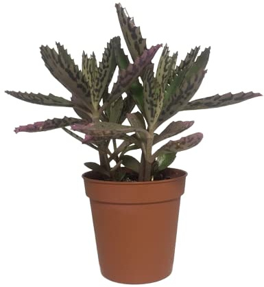 Kalanchoe Daigremontiana Planta Transformadora Transforma tu Espacio con esta Planta Viva