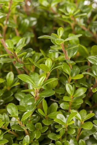 Ilex crenata 'Glorie Gem' 40 cm Stammhöhe – Immergrün, Winterhart, Pflegeleicht – Japanische Stechpalme – Heckenpflanze für Garten & Kübel