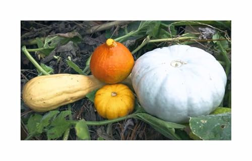 Stk - 2 g Zierkürbis Kleinfrüchtige Formelmischung Garten Pflanzen - Samen F-S596 - Seeds & Plants Shop by Ipsa