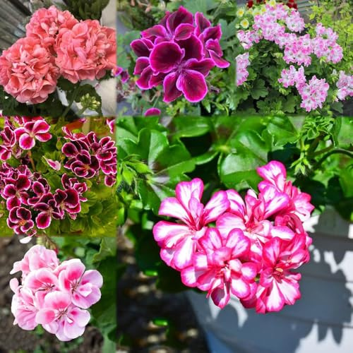 350 pezzi semi geranio - da balcone per l'inverno resistenti per il giardino semi da balcone primavera