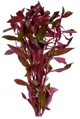 CANTON AQUATICS Live Aquarium Ludwigia Repens Plants - Great Background for Fish - Long Lasting & Easy to Maintain - Suitable for Summer & Winter - Natural Oxygenator - Bunch - Dark Red