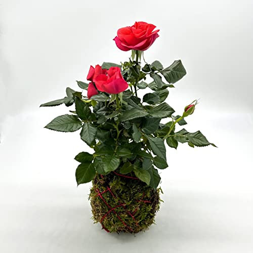 KENTIS - Rosa Kokedama con Filo Rosso - Piante Vere da Interno - Pianta Decorativa da Appartamento - Idea Regalo San Valentino - H 30-40 cm